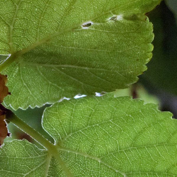 mulberry banner close up berry leaves