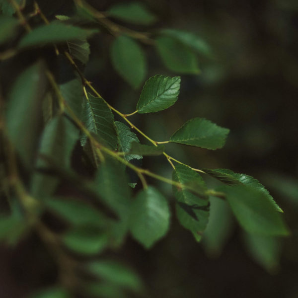 close up tree green image