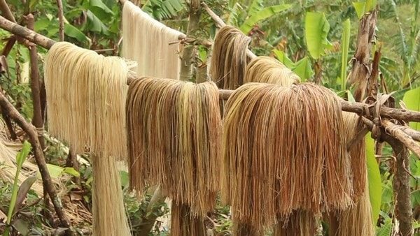 abaca fiber hemp manila industry market pulp paper uses philippines textile 2024 end developments report latest icrowdnewswire growth craft foundation