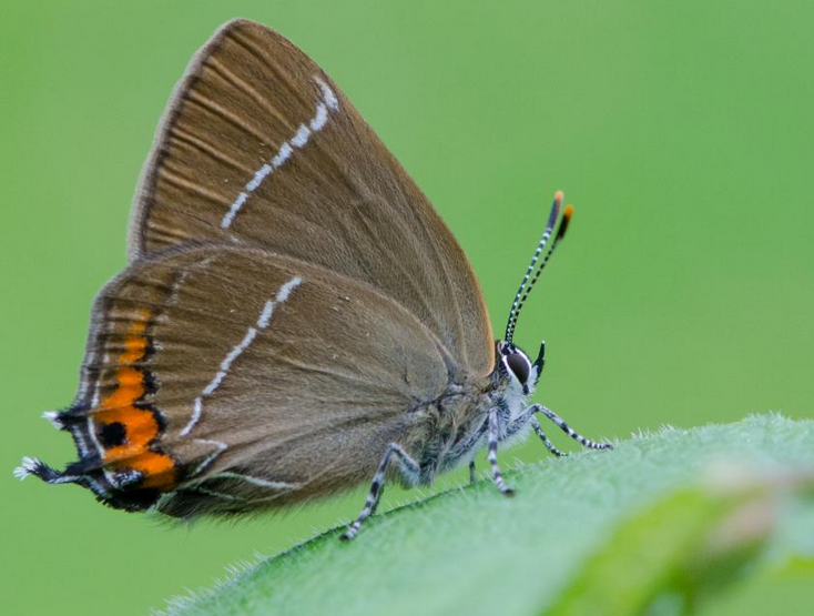 White-letter hairstreak butterfly