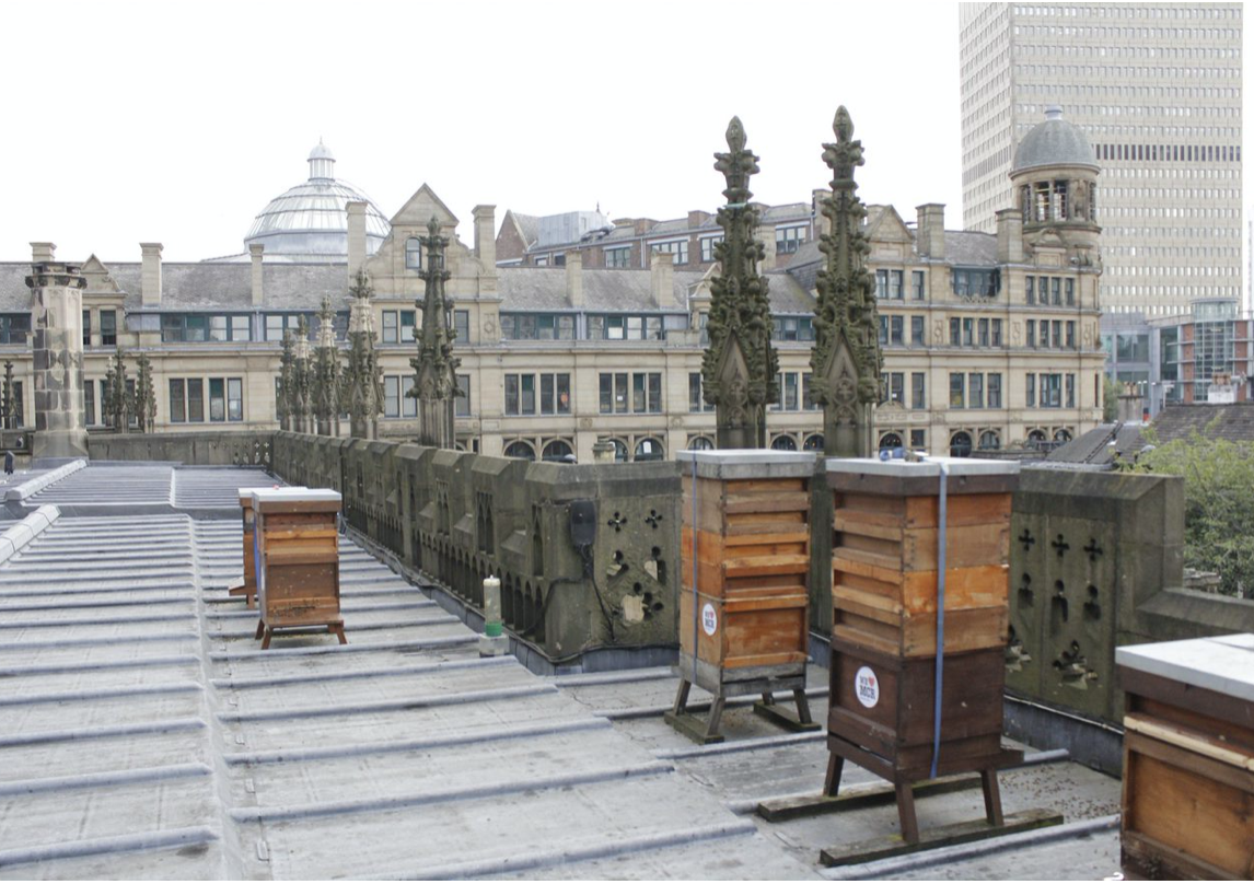 Bee hives on the roof of Manchester Cathedral
